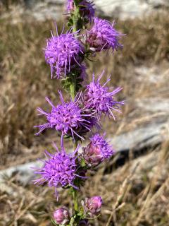 Closeup of the purple flowers of the Rough Blazing Star (Liatris aspera) plant.