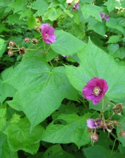 The Flowering Raspberry plant, Rubus odoratus L., with green leaves, and flowers having five bright purple or rosy pink petals and a white center.