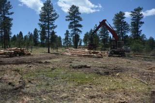 Mechanical thinning by a piece of equipment known as a processor at the Jerome Miller/Miller Gulch project