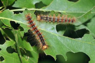 Two caterpillars on a green leaf