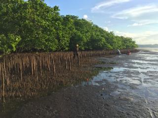 Forest Service scientists investigate a mangrove forest.