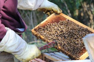 An Iowa State University Beekeeper lifts a rack from a beehive found in the middle of a prairie strip.