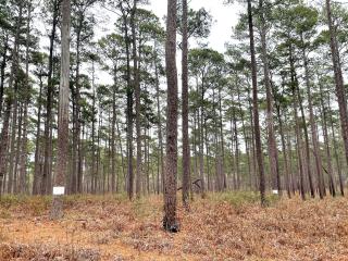 Pine forest in east Texas.
