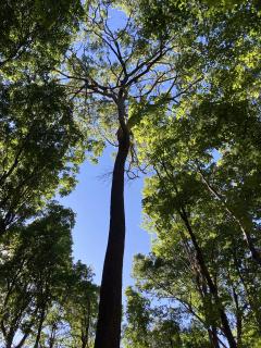 The Survivor Tree - American Forests