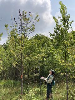 The Survivor Tree - American Forests