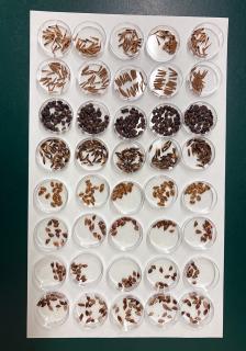 Trees seeds in small,clear containers aligned in rows on top of white paper.