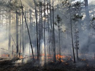 A wide shot of a forest, skinny and tall trees, with a control fire burning at their base on the ground.