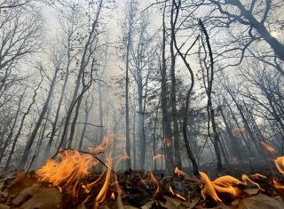 Upward shot of a small prescribed fire burning on the ground while trees tower over it
