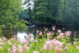 Foreground: pink wildflowers growing among green grass; middle ground: A calm body of water; Background: Tall trees on the far end of the river frame a wodden structure (a loggin dam) in their midst.