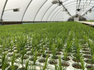 A shot inside a large domed ceiling greenhouse, shwoing thousands of sprouted seedlings stretching all the way to the end of the greenhouse.