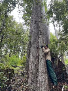 Ayla Martinelli measures the diameter at breast height of a redwood.