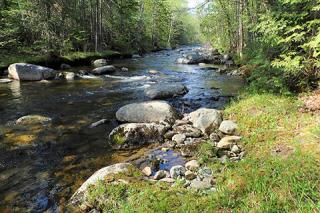 Sun reflects on the rocks and shallow waters of Pelham Stream. The stream is lined by trees, ferns and other plants.
