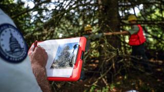 A person writes on a paper on a clipboard while two others take a measurement at the base of a large evergreen tree.