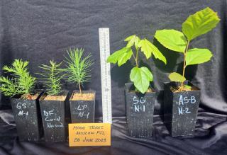 Five moon tree specimens against black backdrop. A ruler is in the middle.