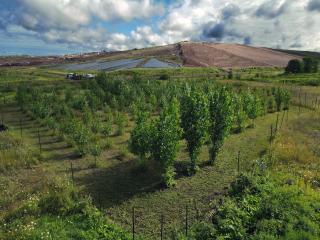 Trees form a buffer system at the edge of a landfill.