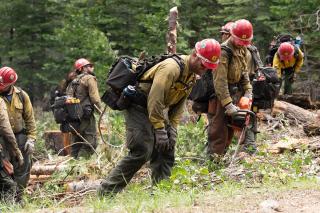 Wildland firefighters working to clear limbs and other flamable material in preparation for a prescribed burn.