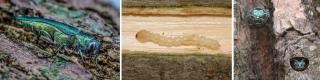 Three photos. Left shows an iridescent green beetle sitting on bark. Center shows a cream-colored, segmented beetle larva on wood. Right shows two green beetle heads with large eyes and antennae peering out from holes in tree bark.