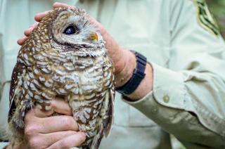 A person in a USDA Forest Service uniform holding a Mexican Spotted Owl.
