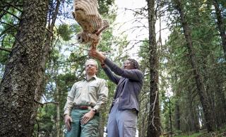 Two people in a forest releasing a Mexican Spotted Owl.