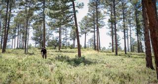 A person walking through an area of forest cleared of brush and ground clutter to reduce the risk of wildfire.