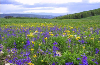 Image of Larkspur Groundsel in an open field.