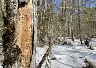A black ash in a snowy landscape. The tree is dead due to emerald ash borers.