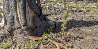 A pine tree seedling grows at the base of a dead, fire damaged tree.