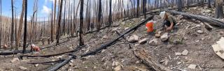 This landscape shows some of the extent of the damage to the Black Hollow site. Restoration crews are working to transplant seedlings to suitable areas within the fire scar to reduce nutrient runoff to the watershed below.