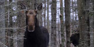 A moose looks at the camera as another is obscured by tree trunks.