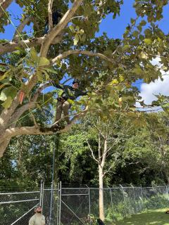 A man wearing a helmet and harness practices walking a tree limb. A Forest Service instructor supervises from the ground below.