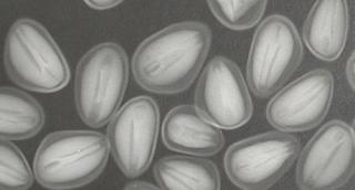 An xray image of seeds.