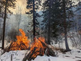 Piles of slash burning in snow-covered forest.