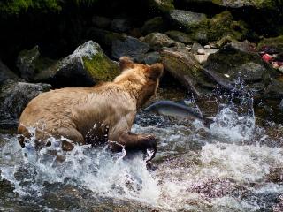 A brown bear stands in the rushing water while a fish jumps in the air, unnoticed.