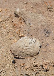 A fossil