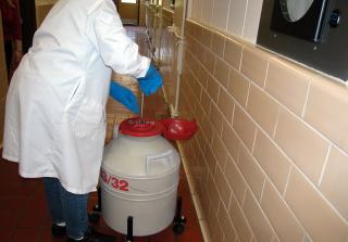 A person wearing a white lab coat and protective gloves removing the contents of a liquid nitrogen storage container.