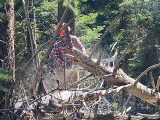 A man cutting a fallen dry tree with a chainsaw