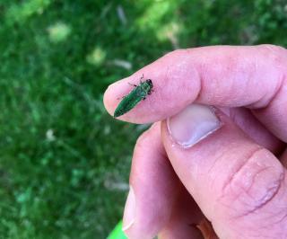 Close-up of a hand with a bug perched on the index finger.