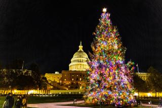Capitol Christmas Tree lit up in Washington, DC. The Capitol is seen in the background, also lit in Christmas lights. The photo was taken at night