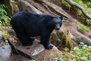 Image shows a black bear standing on a rock, looking up at the camera.