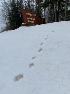 Lynx tracks in the snow leading past an FS sign for Superior National Forest