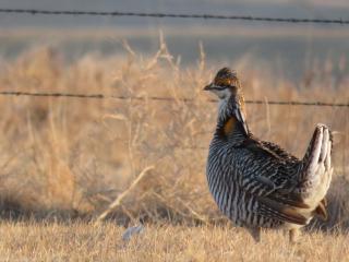Grousse chichen standing in front of a barbed wire fence