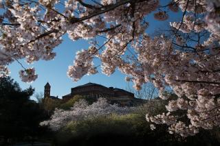 The Sidney R. Yates Federal Building viewed through cherry blossoms.