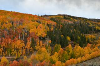 Vibrant aspen colors cover mountain side