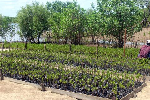 mangrove-seedlings-madagascar-2.jpg?itok=MUssD-Ry