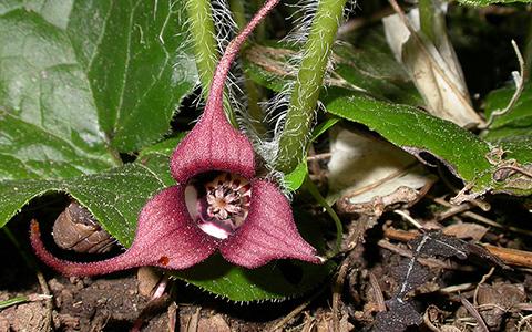 A closeup of the white flower of the Wild Ginger plant.