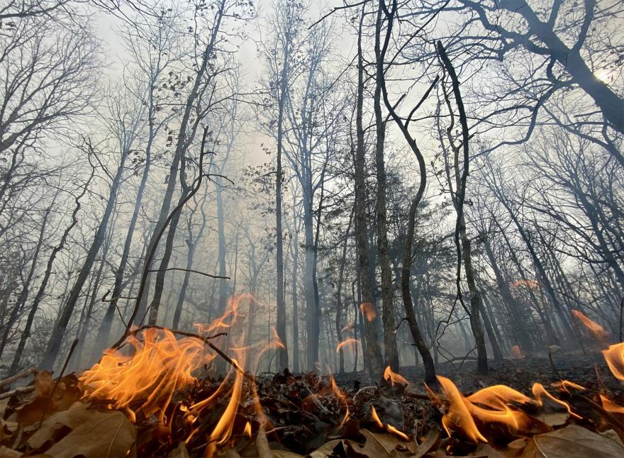 Upward shot of a small prescribed fire burning on the ground while trees tower over it