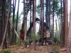 A large mechanical crane thinning out trees in a dense forest.