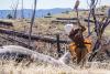 Worker swings a tool during reforestation efforts on an area damaged by the Rim Fire