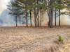 Prescribed fire burns the understory in a forest
