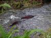 Coho Salmon in a river